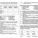 Cell Transport Review KEY Cell Transport Review Worksheet Complete