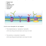 Cell Transport Review Worksheet