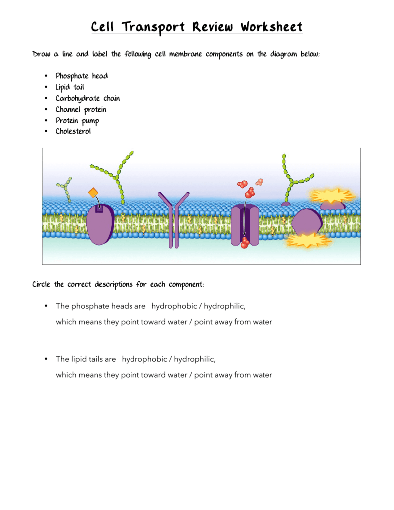 Cell Transport Review Worksheet