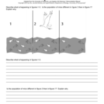 Evolution By Natural Selection Worksheet