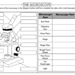 GCSE Biology Cell Biology Worksheet Pack UPDATED Teaching Resources