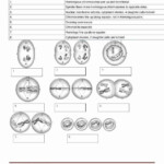 Meiosis Reading Worksheet Answers