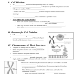 The Cell Cycle Review Worksheet