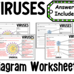 Viruses Diagram Worksheets Teaching Resources